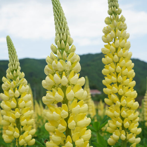 Yellow Lupin, 100 Seeds
