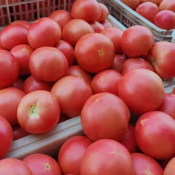 Hokkaido Fruit Tomato, 10 Seeds