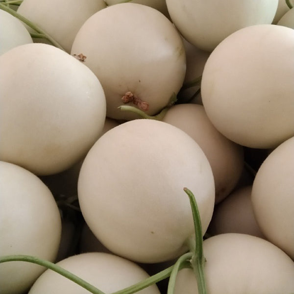 Super Sweet White Jade No.2 Melon Seeds, 10g