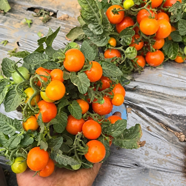 572 Eden Micro No. 3 Tomato, 5 Seeds