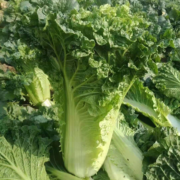 'Cuiqing No.8' Chinese Cabbage Seeds, 10g