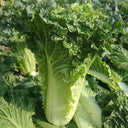 'Cuiqing No.8' Chinese Cabbage Seeds, 10g