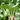 Jiemei Fast-growing Baby Bok Choy Seeds, 20g
