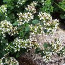 American Sweet Marjoram Seeds, 200 Seeds
