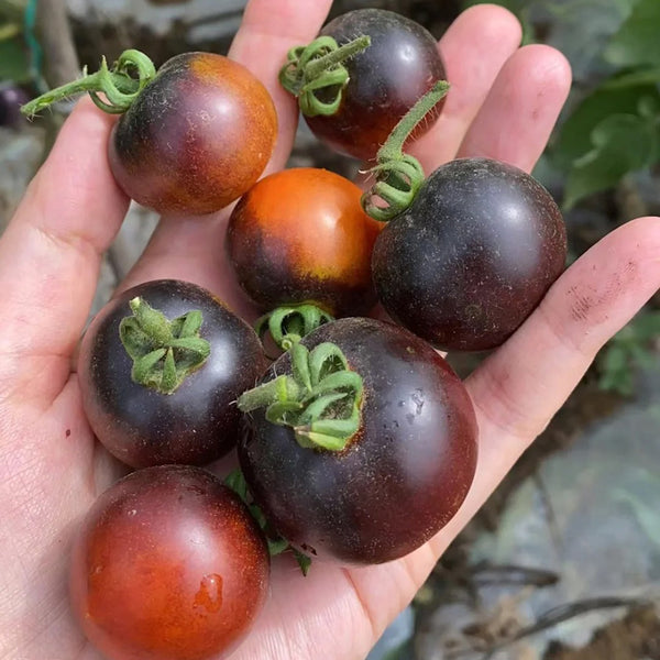 Clackamas Blueberry Indigo Tomato, 15 Seeds