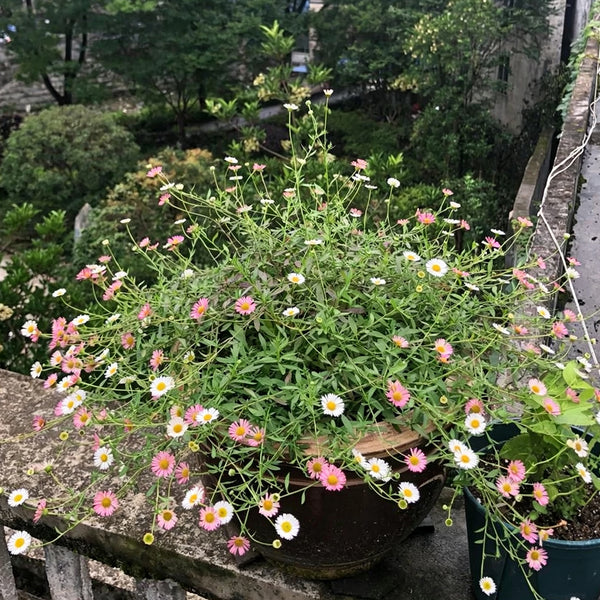 Mexican Fleabane, 20 Seeds