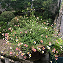 Mexican Fleabane, 20 Seeds