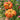 Seed Lot 518 Tomato, 5 Seeds