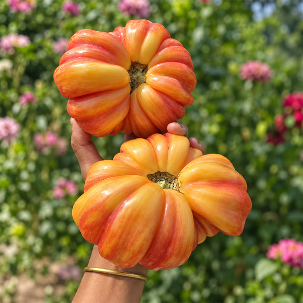 Seed Lot 518 Tomato, 5 Seeds