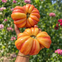 Seed Lot 518 Tomato, 5 Seeds