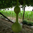 Da San Ting Gourd, 5 Seeds