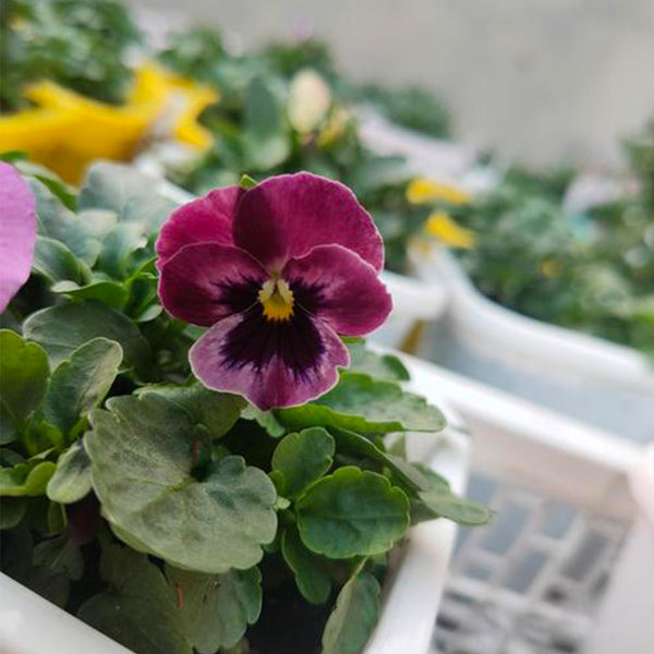 Hezhichun Pansy 'Cat Face', 30 Seeds