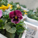 Hezhichun Pansy 'Cat Face', 30 Seeds