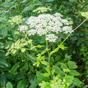 Hemsley's Hogweed Seeds, 100 Seeds