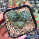 Tephrocactus bonnieae, 2-3cm