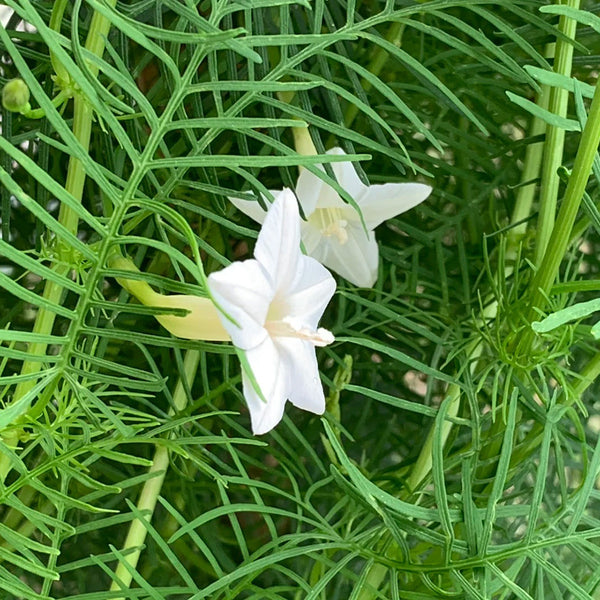 White Cypress Vine, 100 Seeds