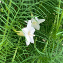 White Cypress Vine, 100 Seeds