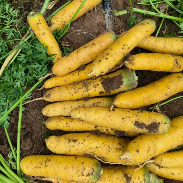 Qitou Yellow Carrot Seeds, 5g