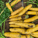 Qitou Yellow Carrot Seeds, 5g
