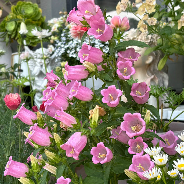 Canterbury Bells, Pink