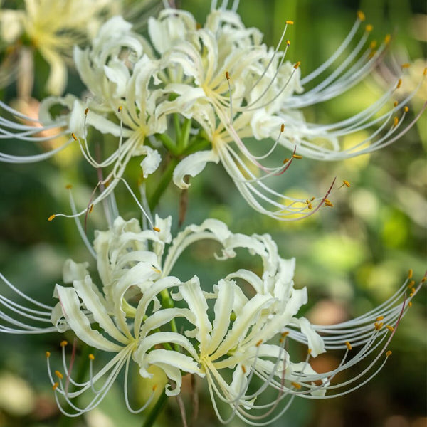 Straw Lycoris, 1 Bulb