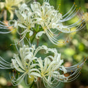 Straw Lycoris, 1 Bulb