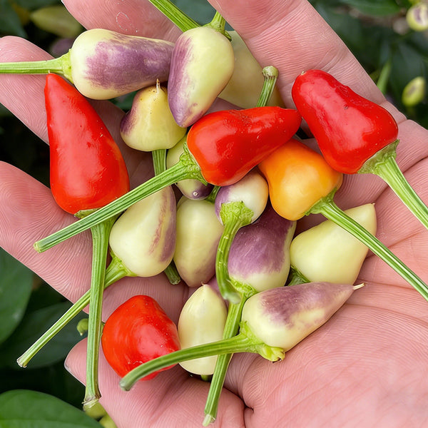 Colorful Bullet Pepper Seeds, 2g