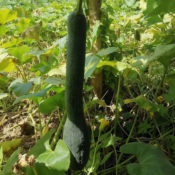Black Oxleg Black Honey Pumpkin, 10 Seeds
