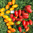 52 Cherry Pink Cat Tomato, 5 Seeds