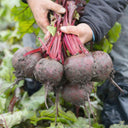 Globular Beetroot Seeds, 10g