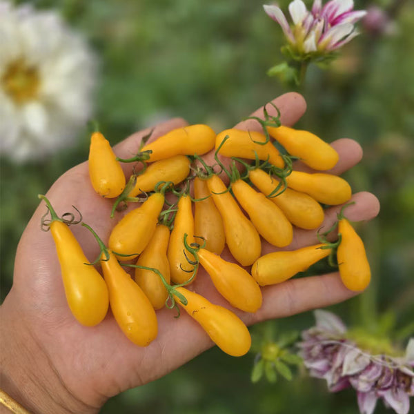 Yellow Worm Wild Tomato, 5 Seeds