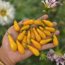 Yellow Worm Wild Tomato, 5 Seeds