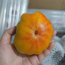 Northern Lights Tomato Seeds, 5 Seeds
