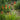 Torch Lily, 100 Seeds