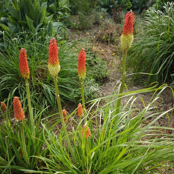 Torch Lily, 100 Seeds