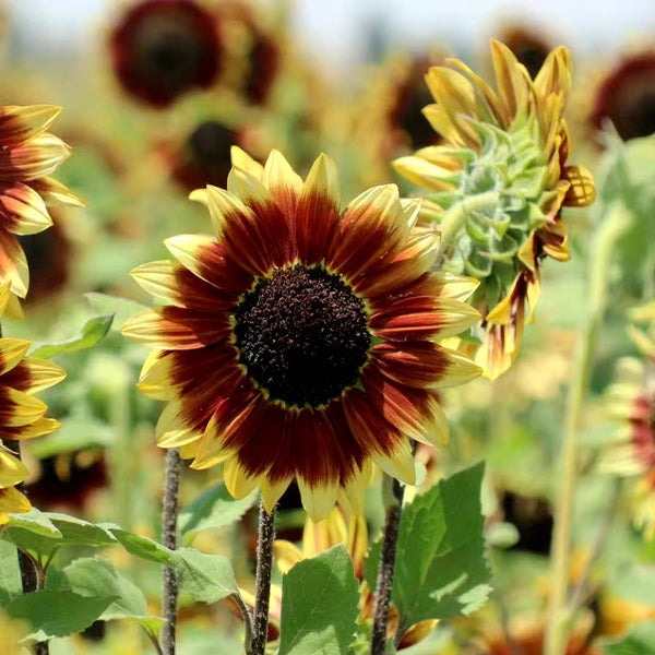 'Sunset Glow' Ornamental Sunflower Seeds, 2g