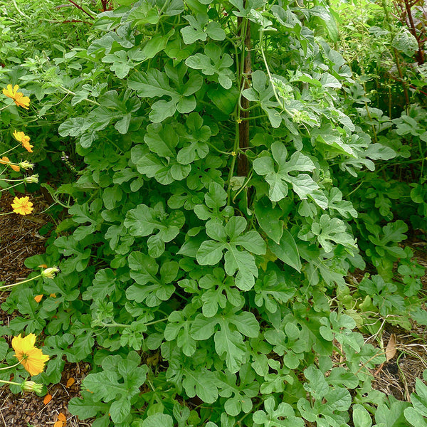 West Indian Gherkin, 10~20 Seeds