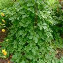 West Indian Gherkin, 10~20 Seeds
