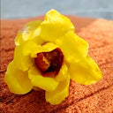 Guifei Sandalwood Wintersweet, 20 Seeds