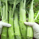 Dajinsun Chinese Kale Seeds, 10g