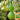 Giant Birdhouse Gourd, 10 Seeds