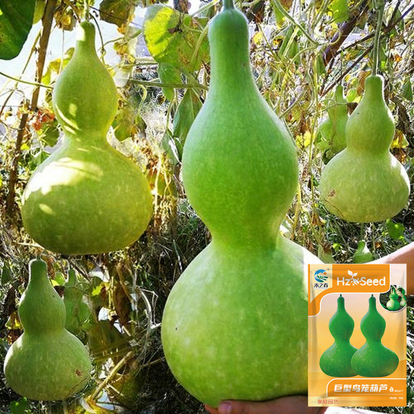 Giant Birdhouse Gourd, 10 Seeds