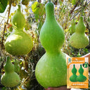 Giant Birdhouse Gourd, 10 Seeds