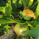 Black Pearl Round Zucchini Seeds, 10 Seeds