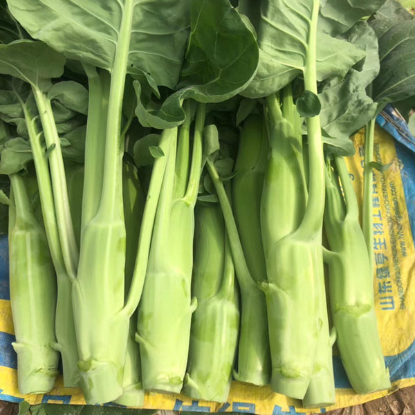 Dajinsun Chinese Kale Seeds, 10g