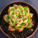 Echeveria cv. 'Gilva', 3pcs x 1-head
