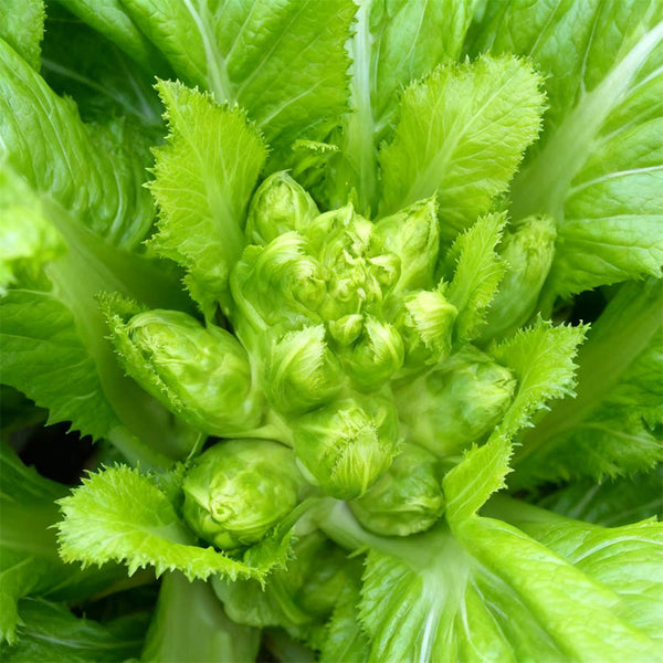 Keguang Baby Mustard Greens Seeds, 10g