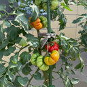 929 Sicilian Saucer Giant Tomato, 5 Seeds
