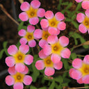 Oxalis Candy Box Series - 'Plum', 2 Bulbs