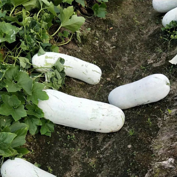 Fenbailong Wax Gourd Seeds, 20 Seeds